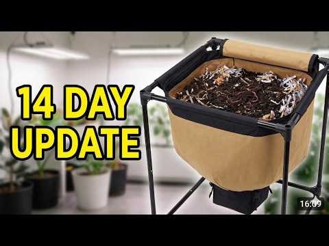 Urban Worm Bag Update: 14 Days After Restart! | Mar 27, 2026