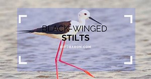 43 Black Winged Stilt Profile Facts: Traits, Range, Diet, More - BirdBaron