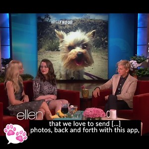 2K reactions · 126 shares | Make your pet talk with My Talking Pet! Install now!  | My Talking Pet | Facebook