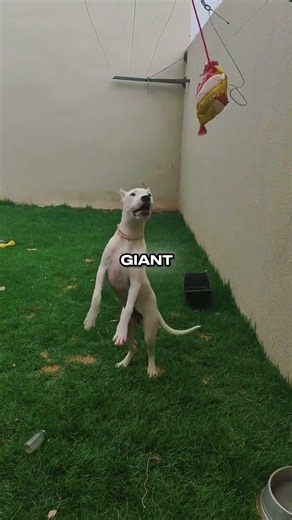 Watch a Dogo Argentino Transform Into a Beast