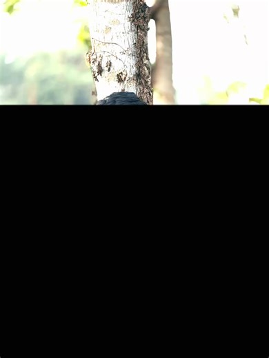 🫡😎 . . . #foryou #trending #pyyyyyyyyyyyyyyyyyyyyyyyyyyyyy #CapCut