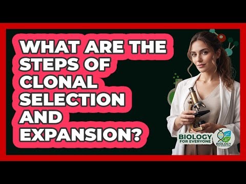 What Are The Steps Of Clonal Selection And Expansion?