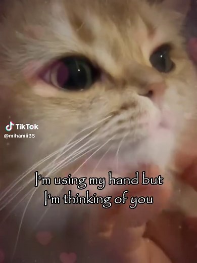 Hilarious Cat Dancing Memes That Will Make You Smile