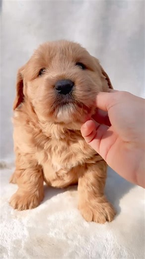 This beautiful puppy is a super fluffy, four week old Toy Groodle and isn’t he is unnecessarily ADORABLE 🤭💛 • • • • #toygroodle #toygroodlepuppies #toygroodlesofaustralia #groodleofdk9 #groodlelovers #groodleaustralia #groodlesofinstagram #designerk9breeders #dk9puppy #fourweeksold #adorablepuppy | Designer K9 Breeders