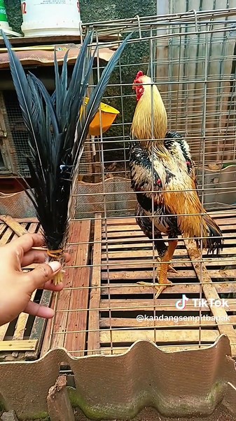 save memory. #ayamekorlidi #viral #reels #fyp