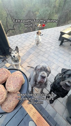 Extra Patty for My Skinny Wolf: A Raw Dog Food Delight