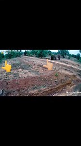 36 reactions | Cattle kill near my farm. Footage is not clear because of the distance but you can see the tiger shadow and the cattle running away from that place. Tadoba, Sirkada buffer zone area. | Tigers Farm | Facebook