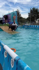 12K views · 813 reactions | Lovely relaxing Labrador swimming for a Monday morning 冀 | Canine Dip and Dive Maldon | Facebook