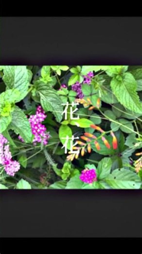 Flower #ボカロ #プロセカnext #初音ミク #なちぴ