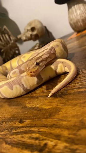 4 out of 21 isn’t bad. #ballpythonmorphs #ballpython #ballpythonbreeder #greentreepython #python #snake #snakes #reptile #reptilesofinstagram #reptilelover #reptilekeeper #pet #pets #daily #fun #happy | Black Lake Reptiles