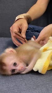 Daily Baby Monkey | Monkey Pets