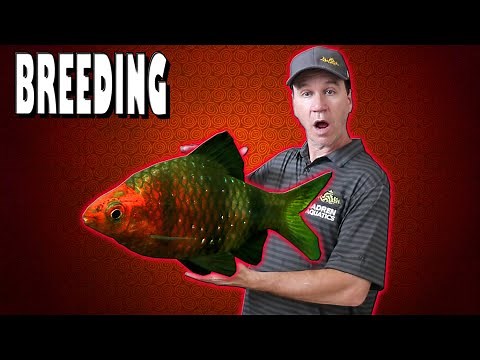 How to Breed Black Ruby Barbs and Raise Barb Fry