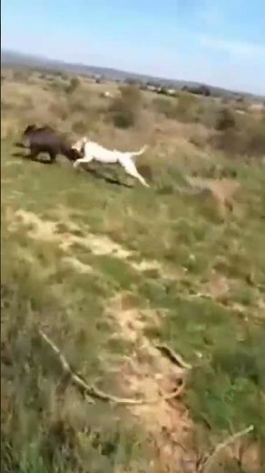 dog hunting pig