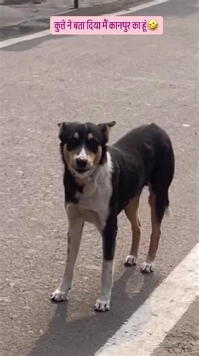 कुत्ते ने दी गली दोस्तों पेल के🤪😁😂😂😂#youtubeshorts #viral #कॉमेडी #trending #reels