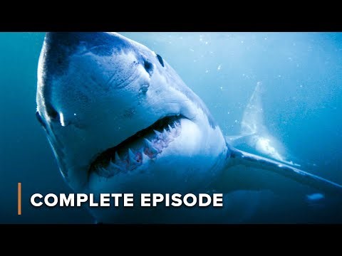 The Reign of Predators | Deadly Australians - FULL SEASON