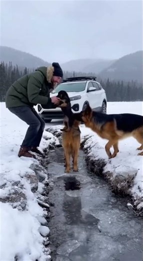 The Gray Wolves Save Their Pup With The Help of A Man #animals #rescue #dogs #hasky