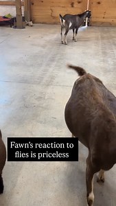 Baby goats. Ungovernable. | Sweet Farm