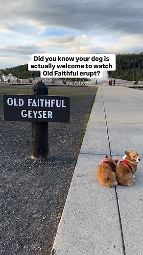 4.4K views · 612 reactions |  YOUR DOG CAN WATCH OLD FAITHFUL ERUPT...