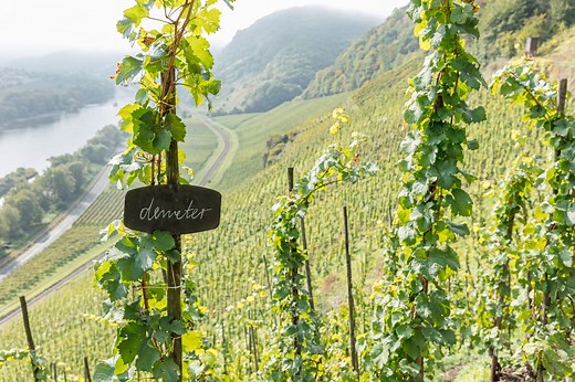 Wine - Demeter International