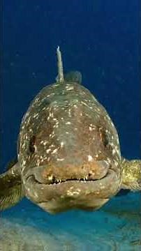 Coelacanth | The Living Fossil | Dino Fish