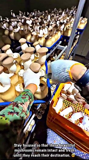 Organic Symphony: The Precision Harvest of King Oyster Mushrooms