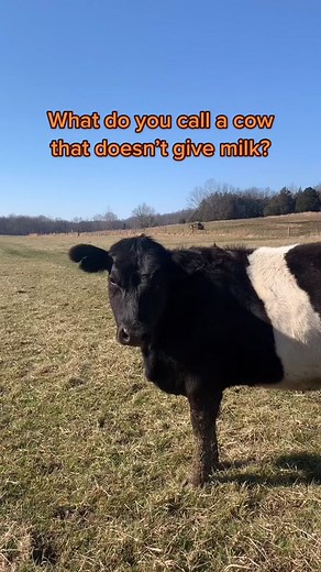 Cow Jokes: Udder Failure and More Dairy Humor