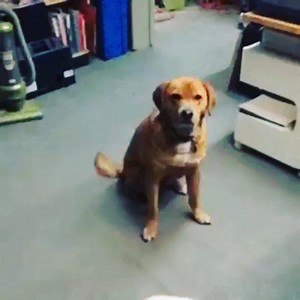 71K views · 1K reactions | When the Sergeant tries to give you a handover prisoner... | UK Cop Humour | Facebook