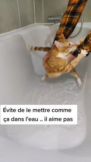 Conseils pour laver votre chat avec succès