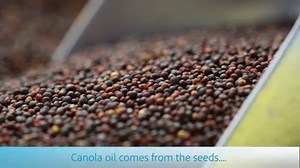 1.9K views | #DYK that canola oil comes from the seeds of the canola plant. Once harvested, canola seeds are crushed and the oil contained within the seed is extracted. The average canola seed is 45% oil. | CanolaInfo | Facebook