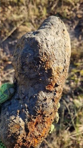 Could this be a cluster of rare Dactylioceras crosbeyi? One for the preparation box!
