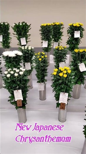 【Introducing Japan's New Flowers】 Newly developed Japanese Chrysanthemum Vol.3