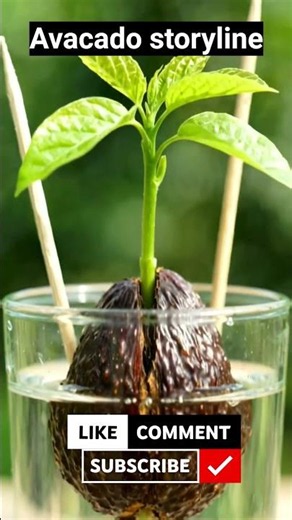 Avacado storyline #avacados #trendingshorts #aishorts #avacadofarming # #relaxing #plantlover #ai