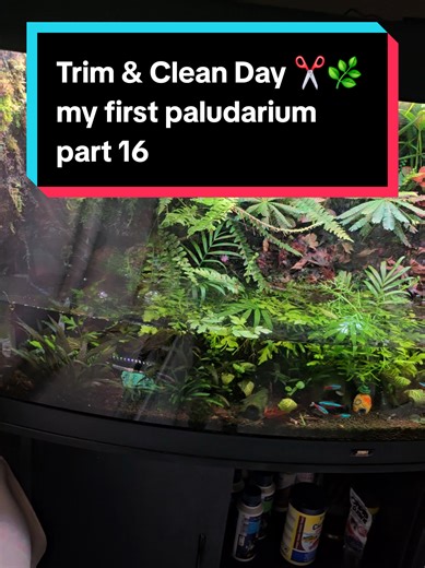 Restoring Balance in a Vibrant Paludarium Ecosystem