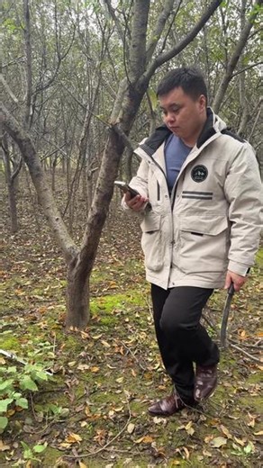 万物复苏月，好桃木这么采 选晴天上午采伐，只砍东南老毛桃枝，砍后封口阴干，不暴晒、不沾水。这样的料做刀剑斧、配桃枭，质感才够稳。#桃枭#桃木#大道桃业#民间故事