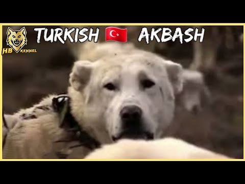 " AKBASH DOG " THE WHITE LION FROM ANATOLIAN - AKBAŞ TURK