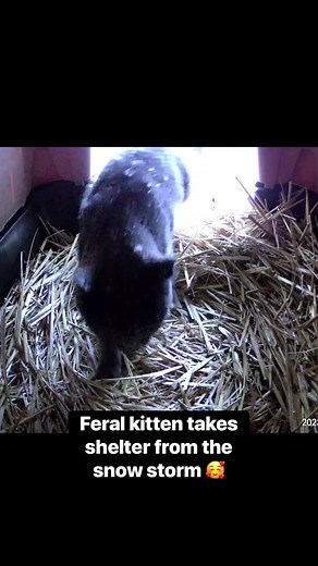 476K views · 10K reactions | Feral kitten Baby Blue takes shelter from the snow storm 殺 #feralcats #snow #utah Wyze | Luna & Ghost | Facebook