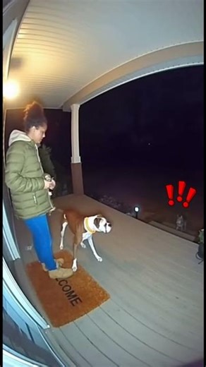 Wolf Approaches House Until Dog Fights Back #shorts #wildlife #dangerous