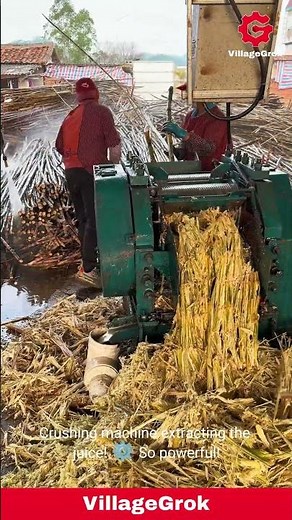 Sugarcane Processing: From Cleaning to Crushing for Juice
