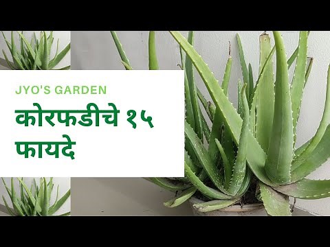 कोरफडीचे १५ फायदे | Benefits of Aloe Vera | korfad che fayde | Jyo's Garden - बनवूया सुंदर बाग