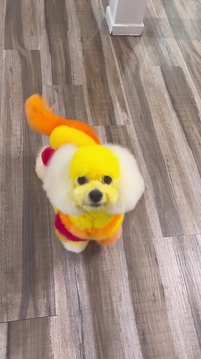 Colorful Dog Grooming Ideas | Logan Rago Dog Grooming