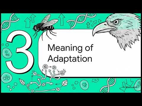 the patterns of adaptation-evolution