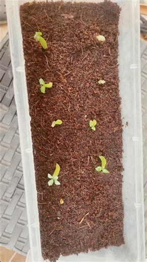 Adenium Seeds Full Germination Process in 30 Days