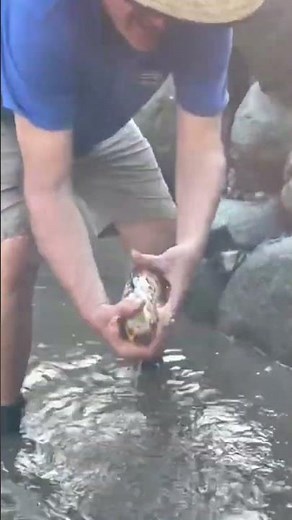 The biggest Shubunkin Goldfish I’ve ever come across at 37cm long
