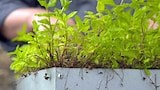 Wicking Planter Boxes - Gardening Australia