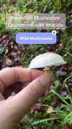 Mushroom Foraging in Ireland: Discover Nature's Gems