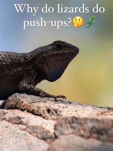 Why do lizards do push ups? What to know about Arizona geckos