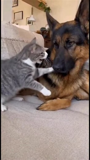 my cat annoys my dog, then… —- I’m in an AI Creators community, we share prompts and everything, it’s free forever if you join now 🫶 link in bio | AI Going Wild