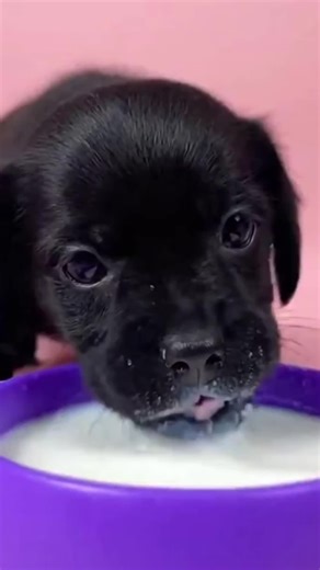 Understanding Dog Behavior and Communication