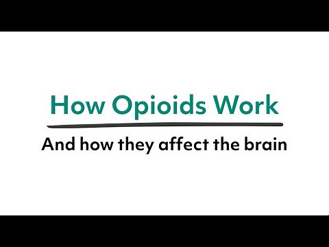 How opioids work, and how they affect the brain