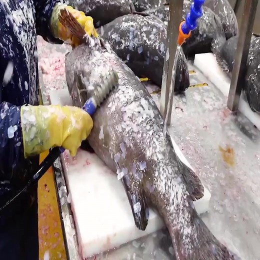 60K views · 18 reactions | Monster Fish! Giant Grouper Cutting Processing Plant | Seafood Factory | Doidinha | Facebook